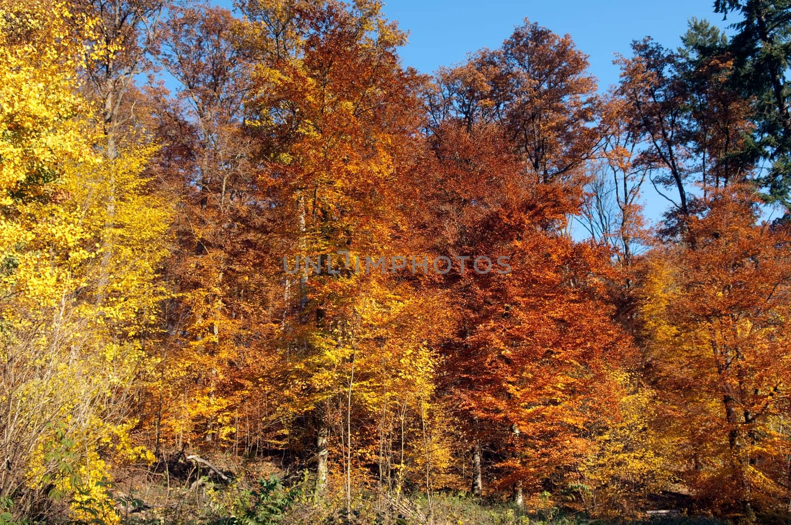 Beech Forest,Autumn,Autumn Blaetter