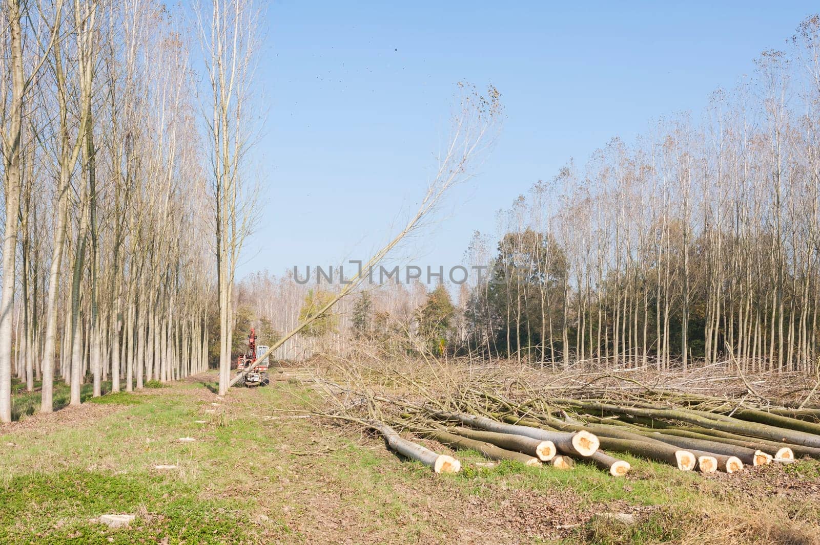 Cutting a forest of poplars