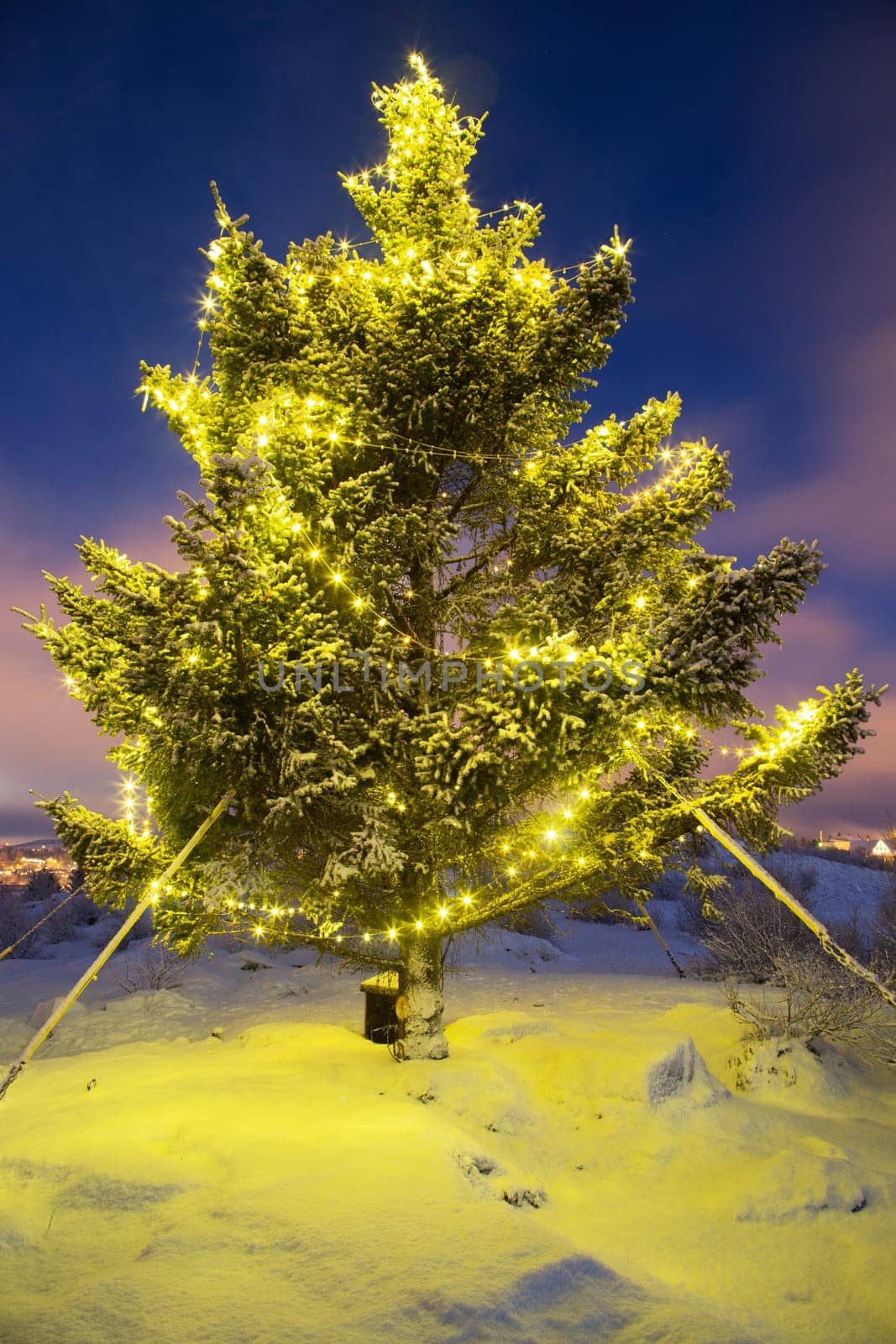 Real christmas tree with christmas lights shot at night in snow and winter
