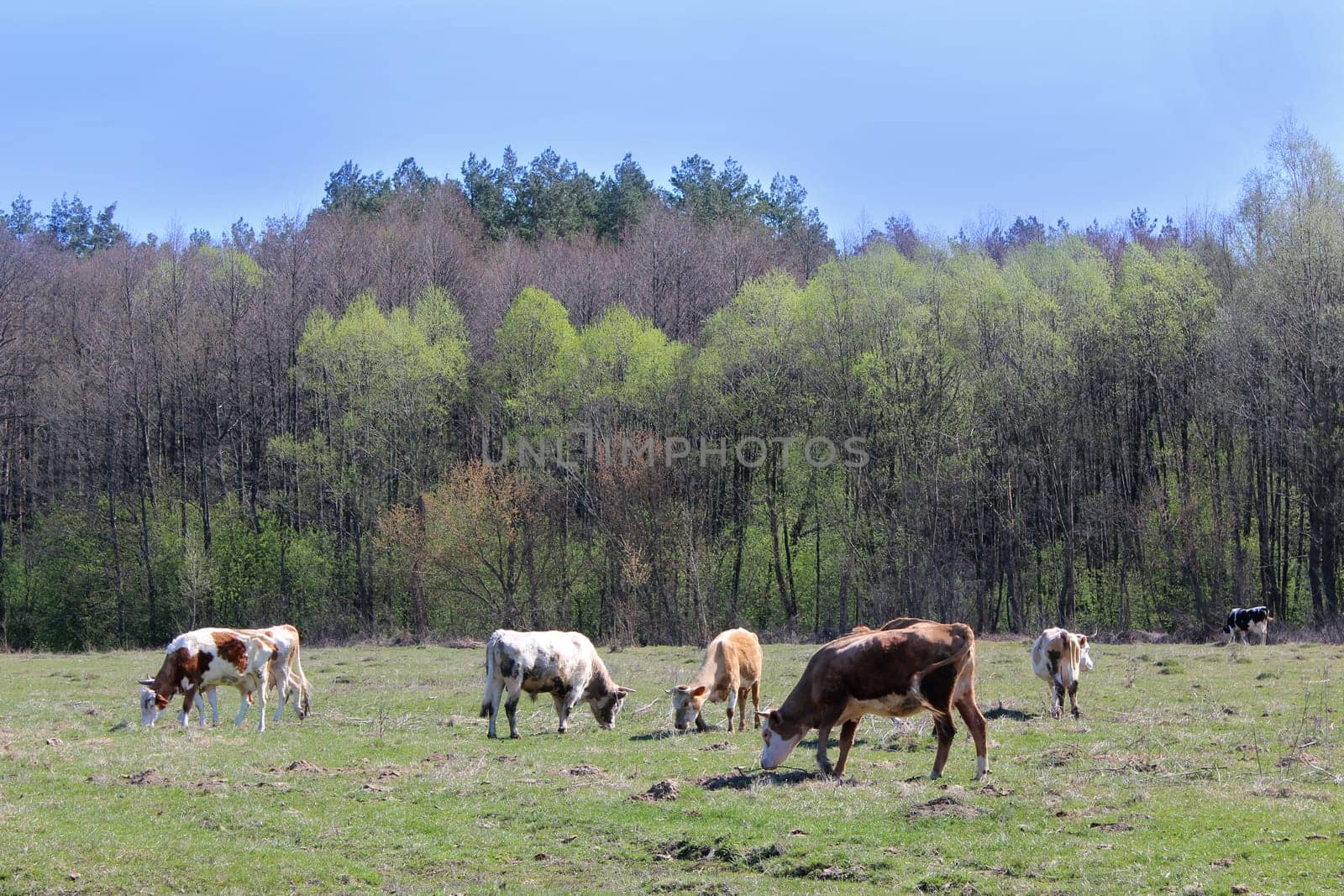 cows grazing on the green farm pasture in the spring
