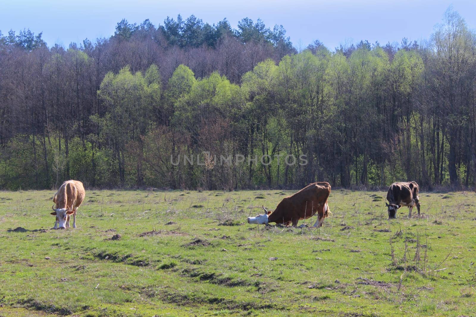 cows grazing on the green farm pasture in the spring
