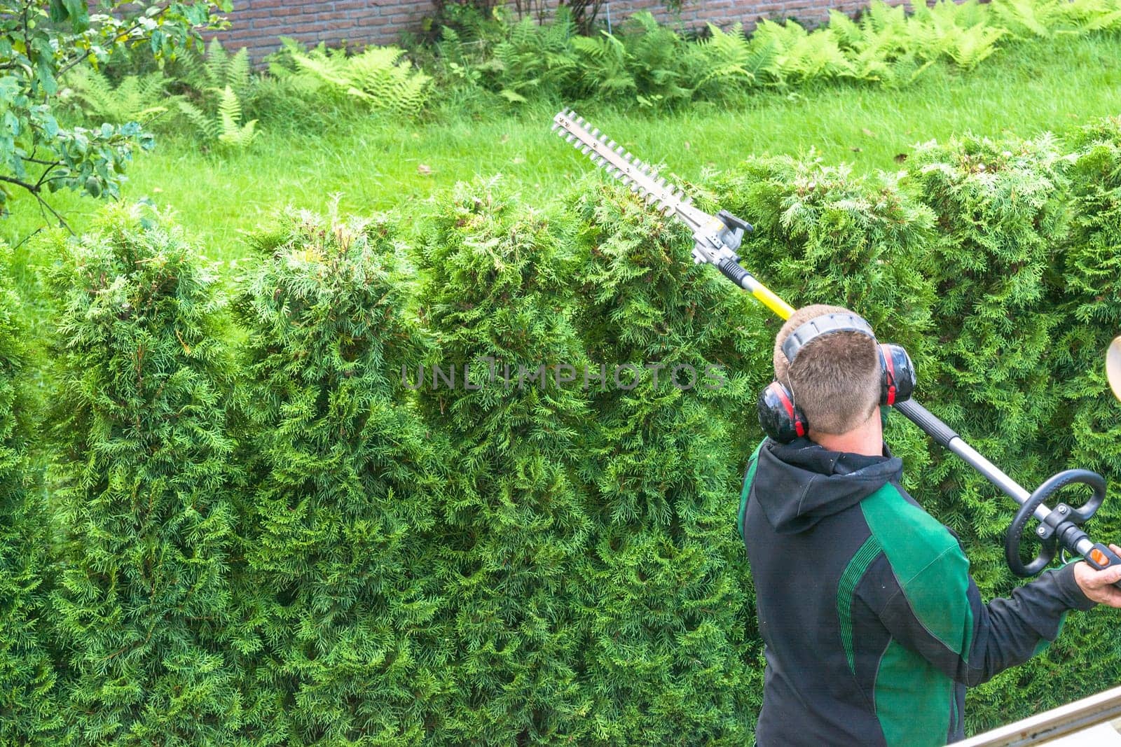 Professional hedge shape cut with gasoline telescope hedge scissors.