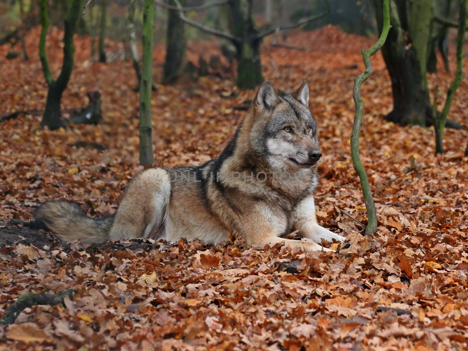 Lying Wolf (Canis lupus)