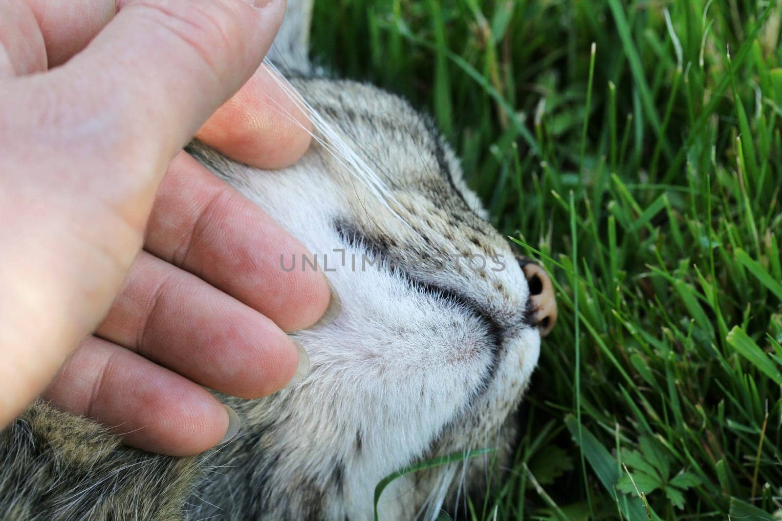 A cat is tenderly caressed on the head - A woman caresses her cat