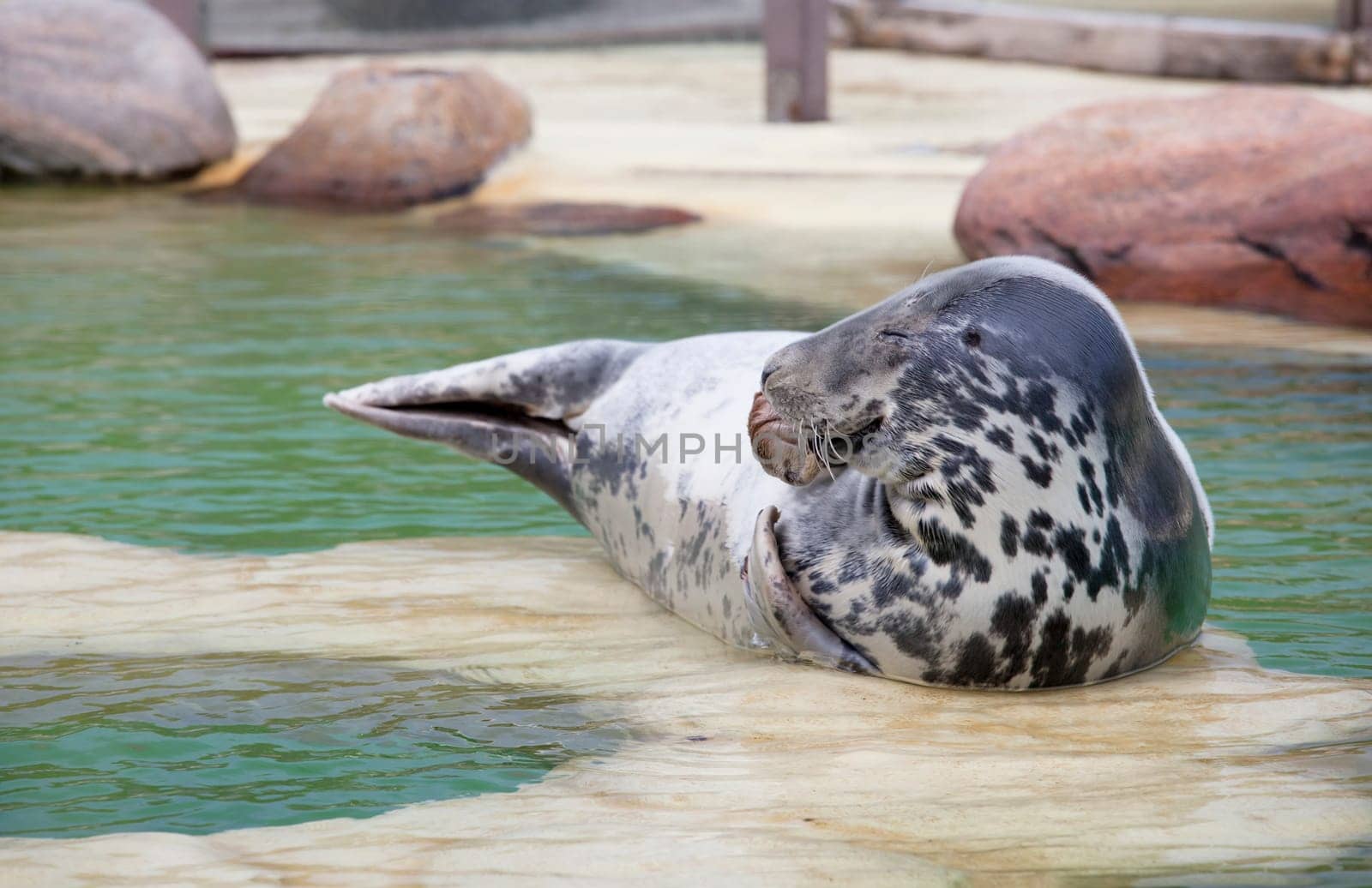 a cone seal lying in a rearing station at the edge of the pool