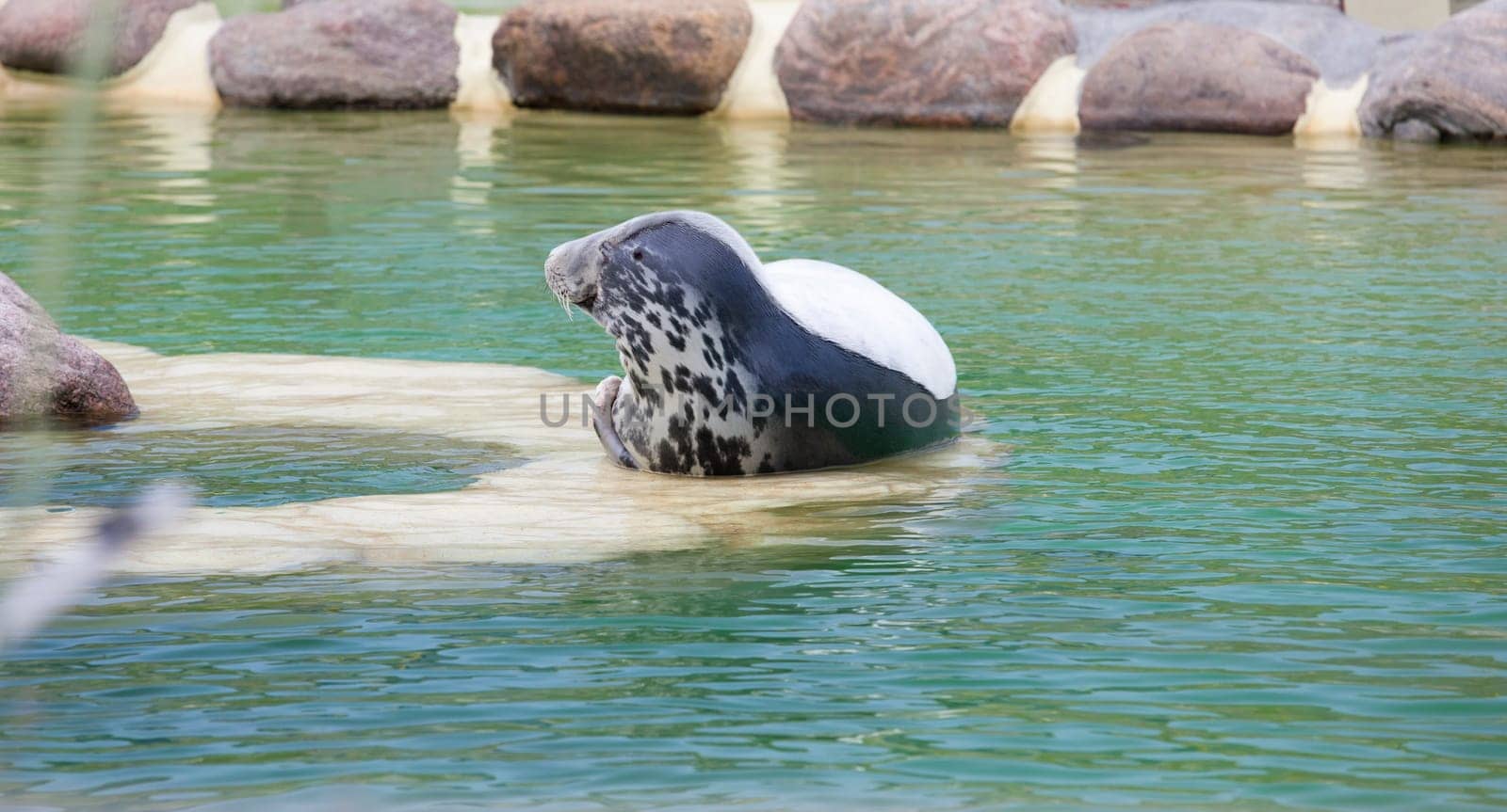 a cone seal lying in a rearing station at the edge of the pool