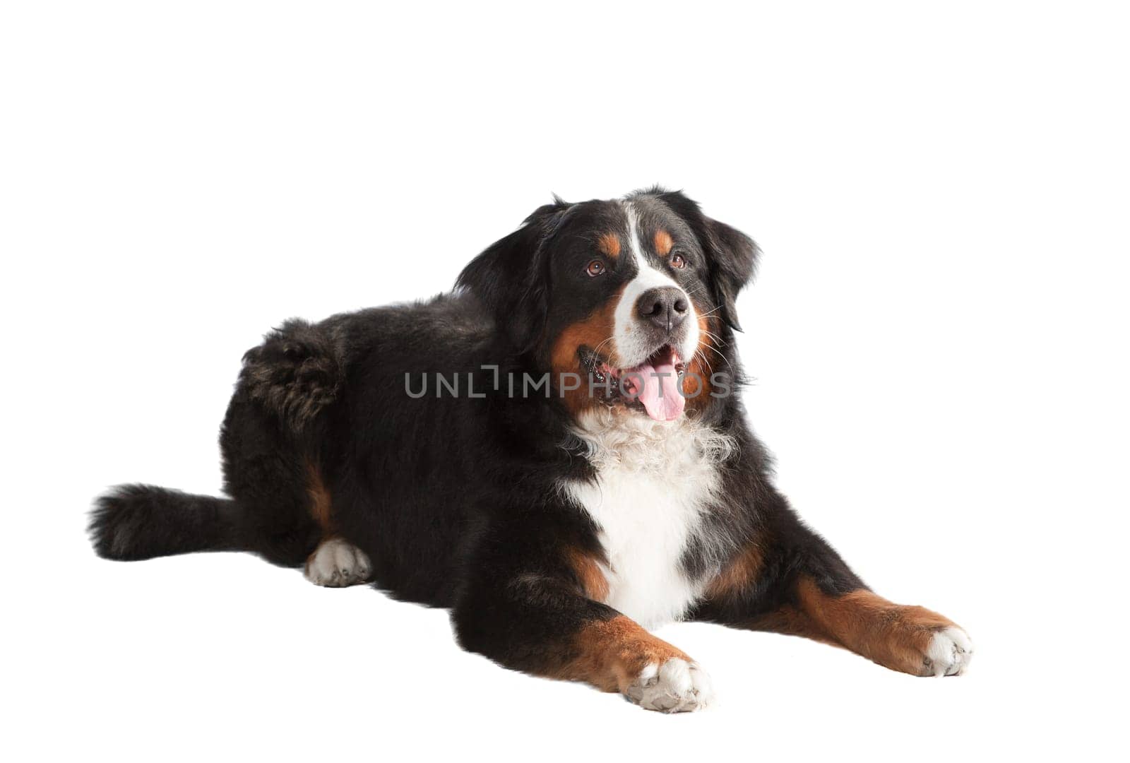 a Bernese Mountain Dog lies and looks up,background white,exposed