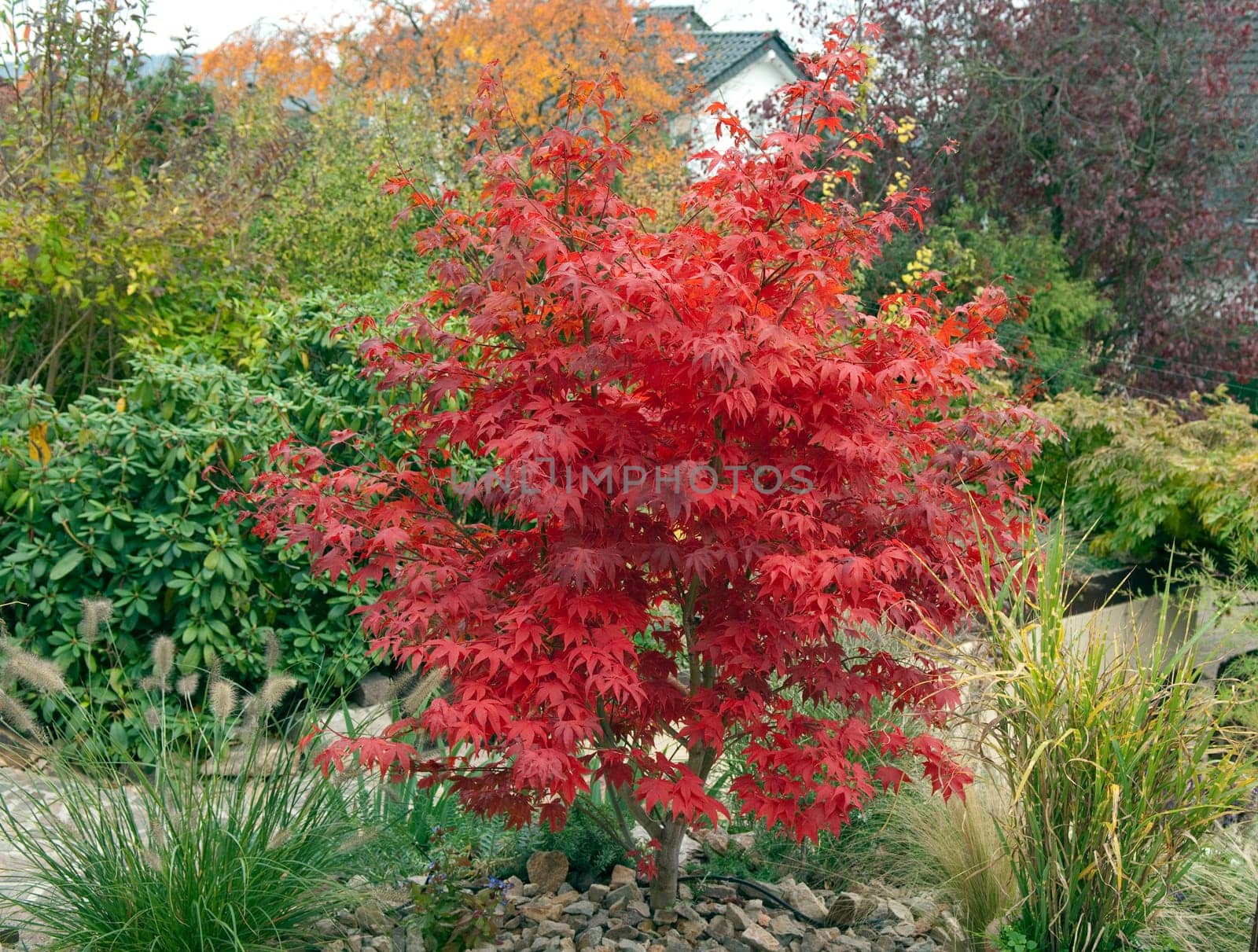 Faecherahorn,Autumn,Acer