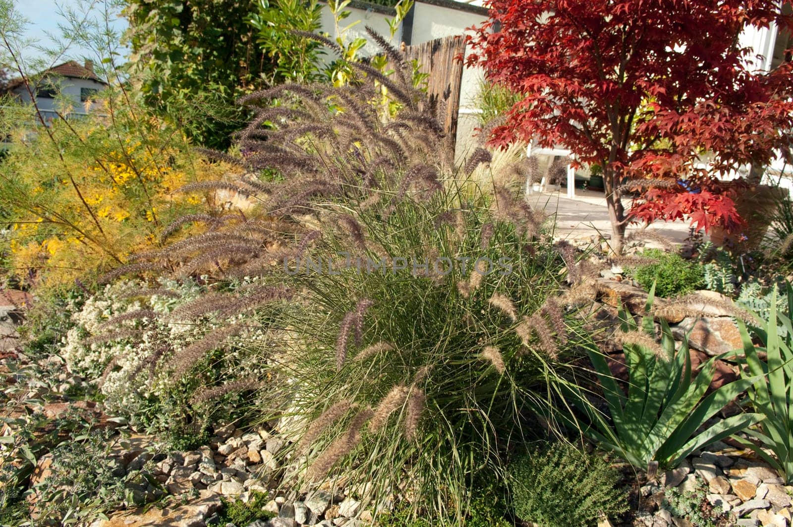 Faecherahorn,lamp cleaner grass,stone garden