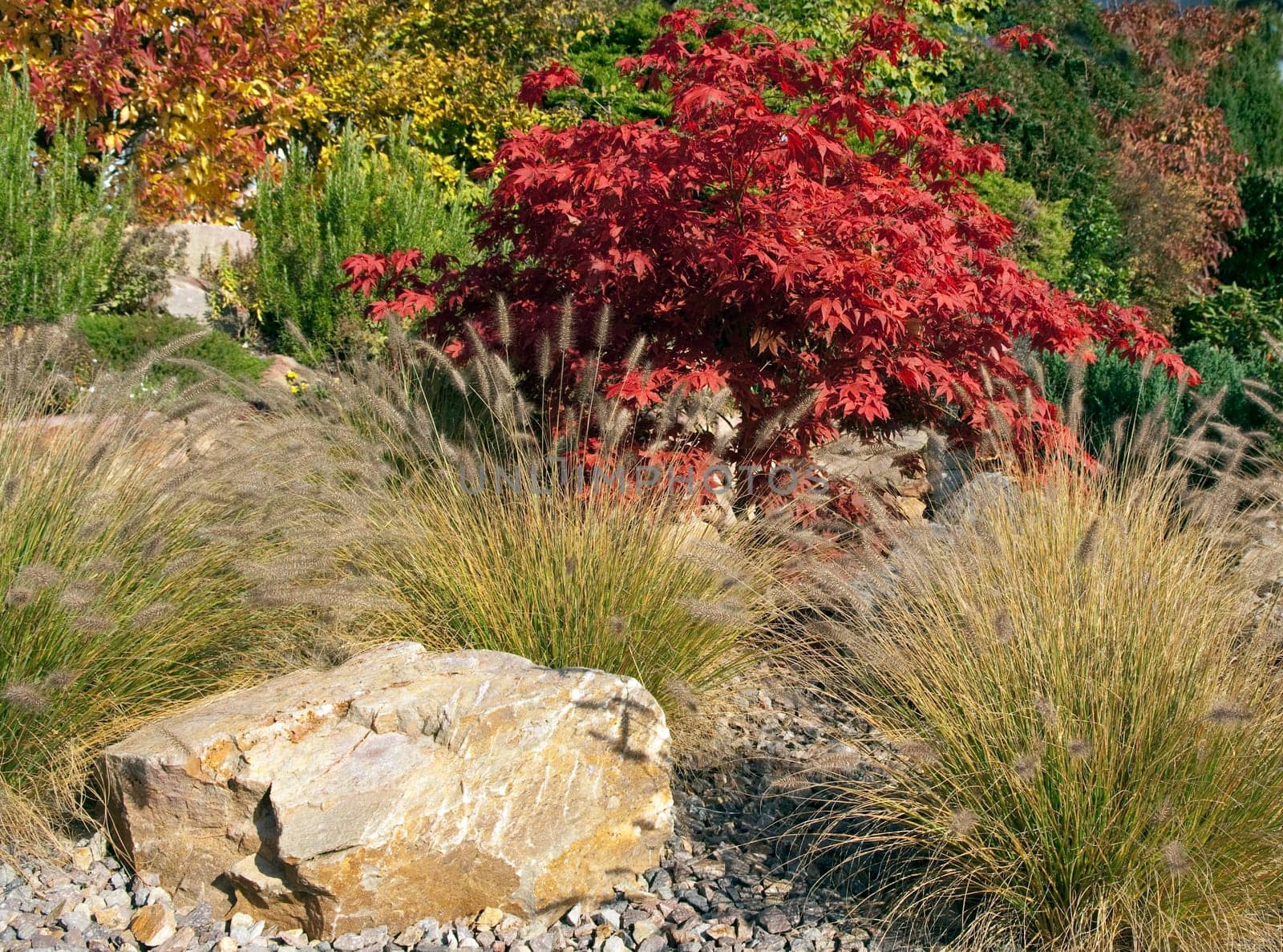Faecherahorn,lamp cleaner grass,stone garden