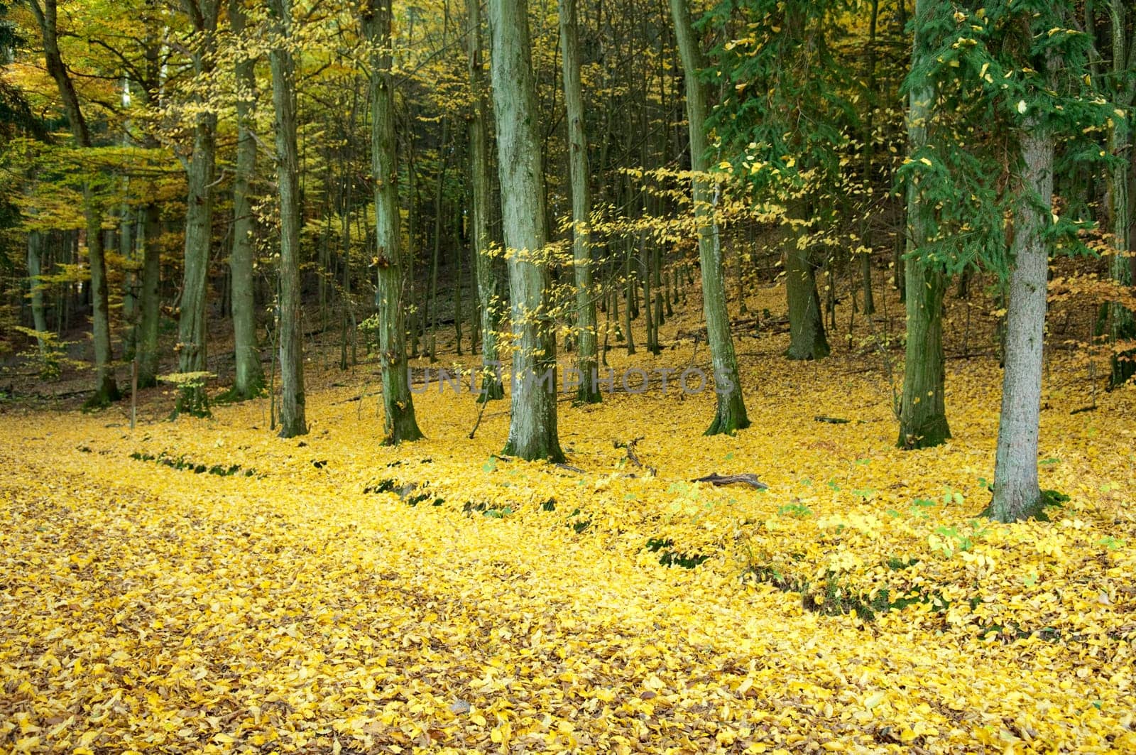 Autumn Impressions,Autumn,Autumn Blaetter