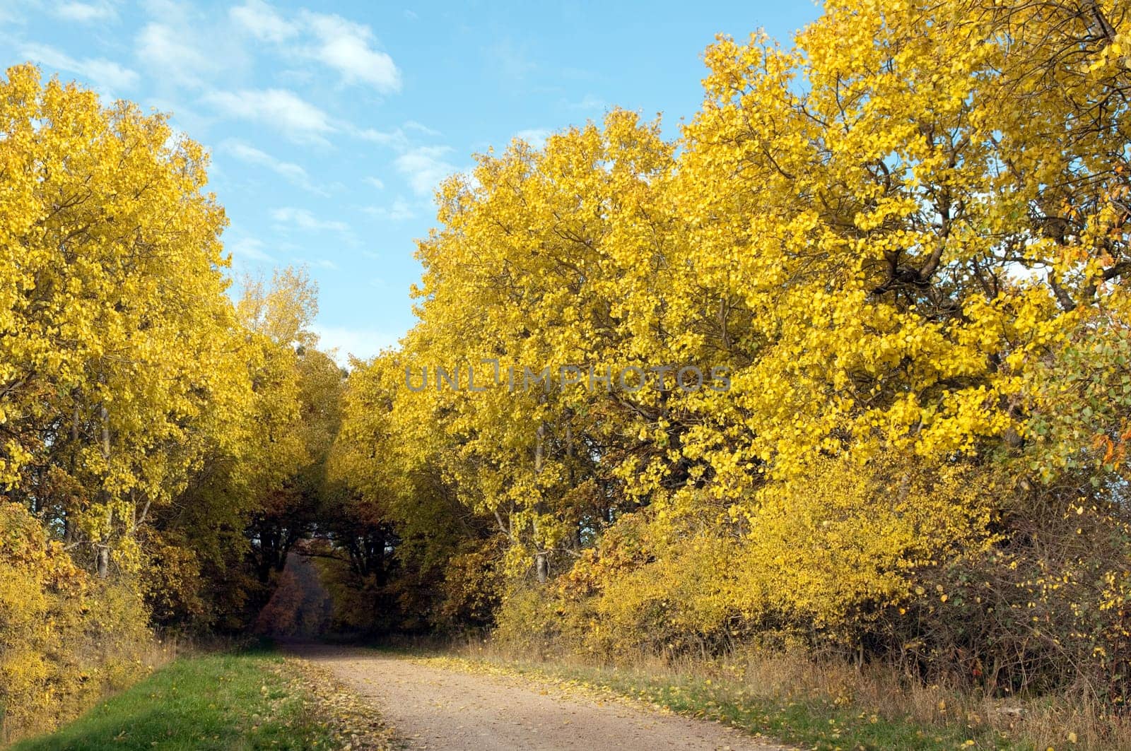 Autumn Impressions,Autumn,Autumn Blaetter