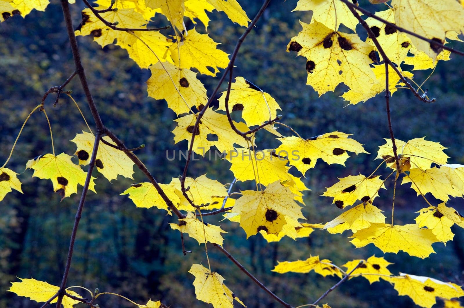 Autumn Impressions,Autumn,Autumn Blaetter