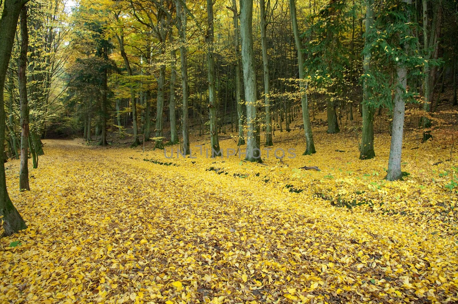 Autumn Impressions,Autumn,Autumn Blaetter