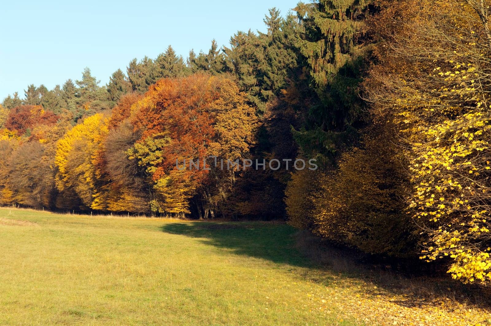 Autumn Impressions,Autumn,Autumn Blaetter