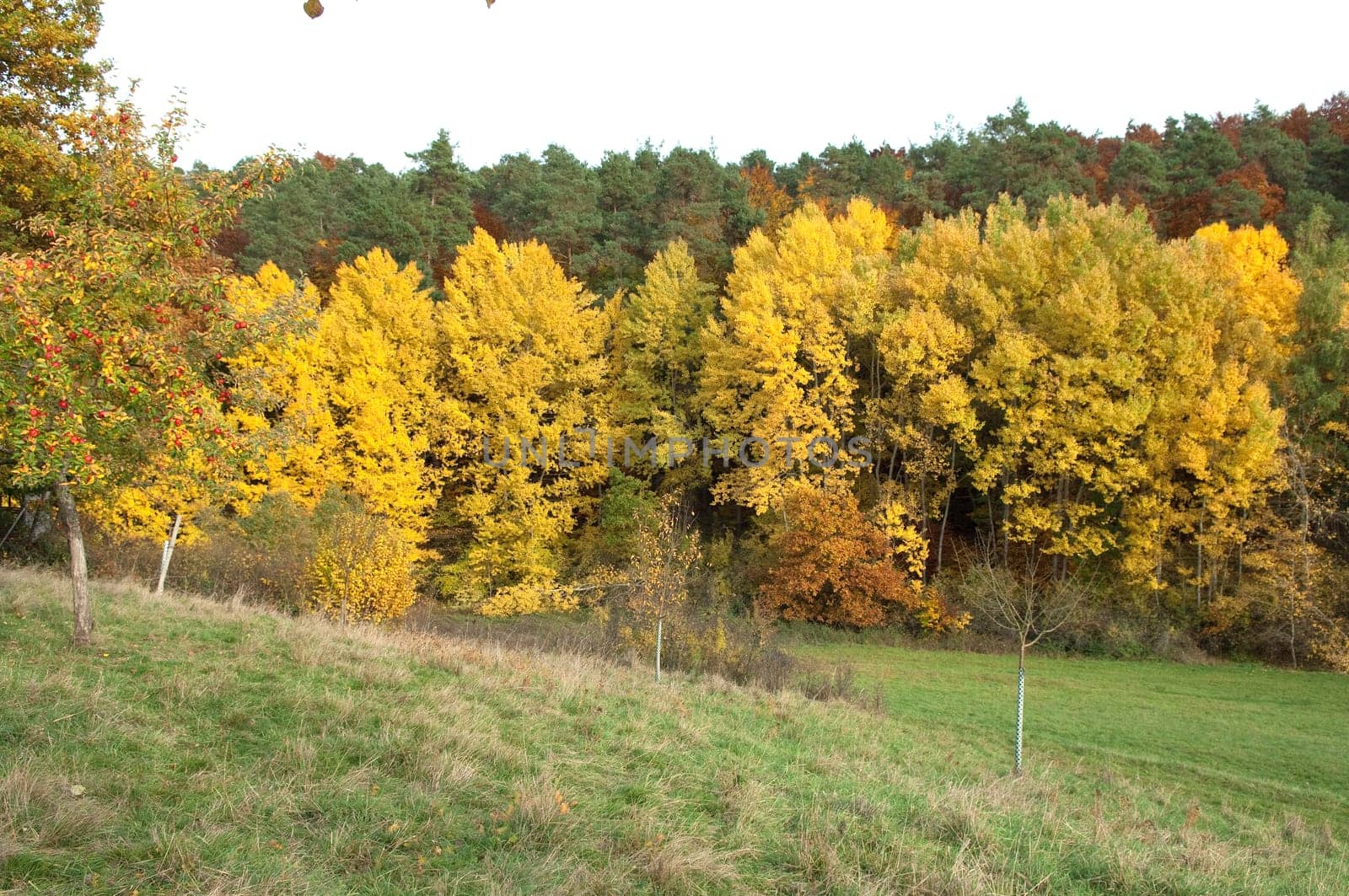 Autumn Impressions,Autumn,Autumn Blaetter