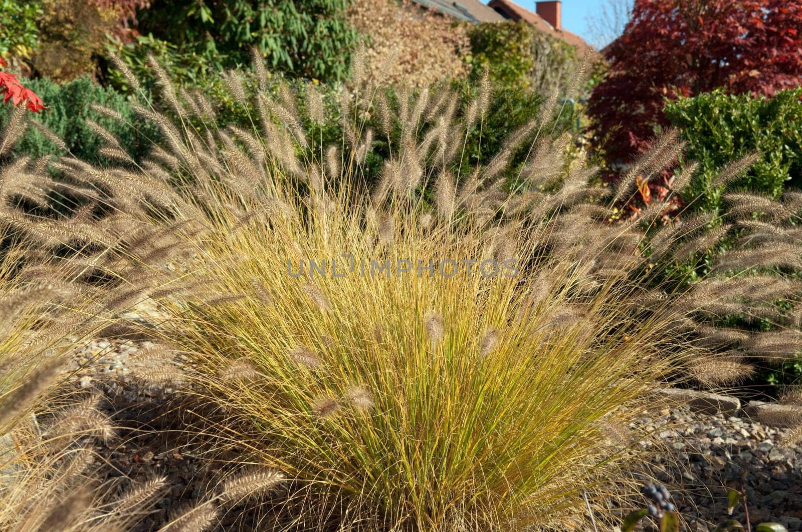 Lamp cleaner grass,stone garden