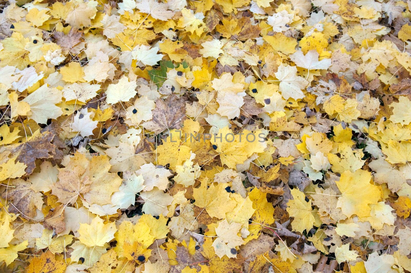 Autumn Impressions,Autumn,Autumn Blaetter