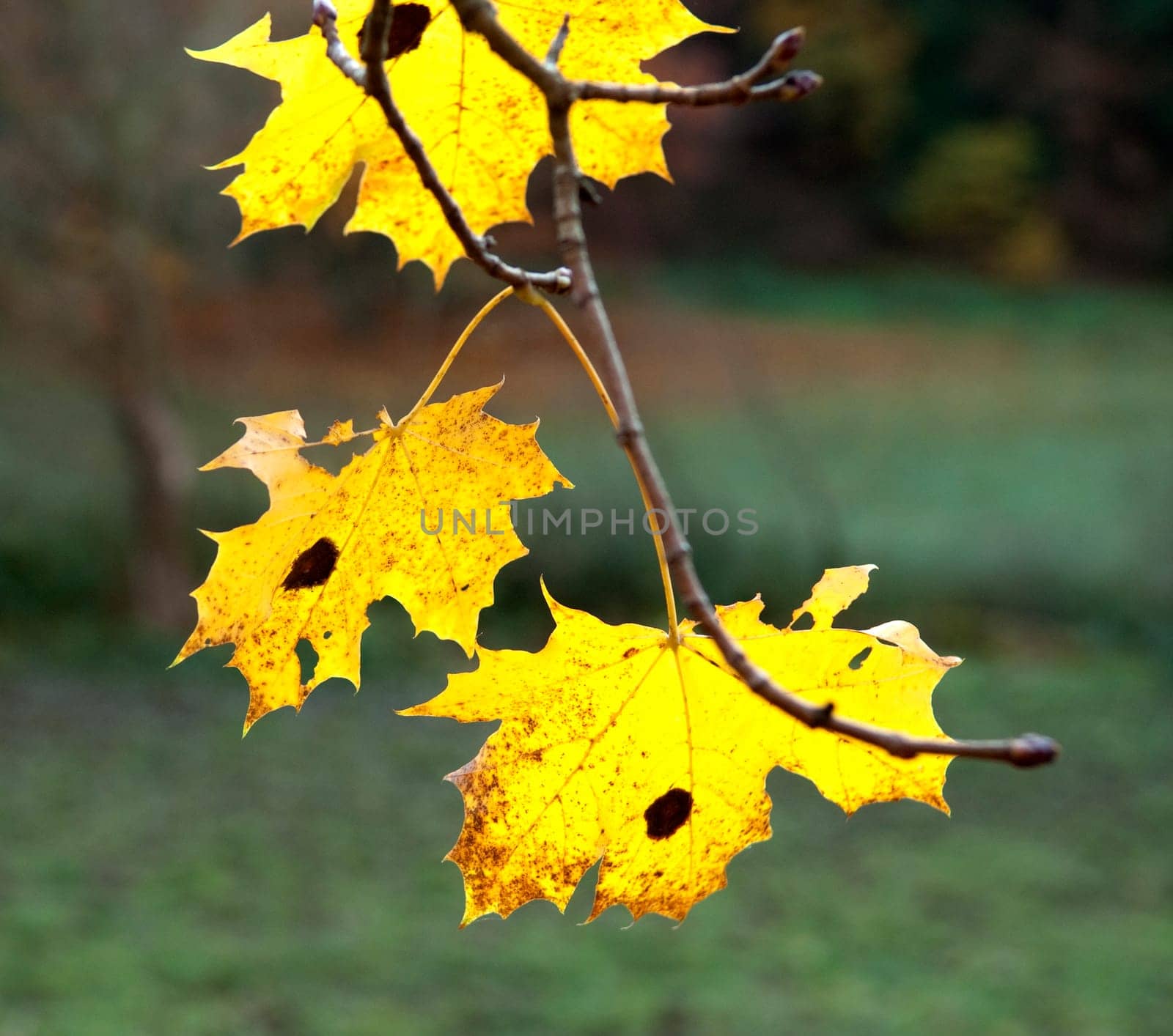 Autumn Impressions,Autumn,Autumn Blaetter