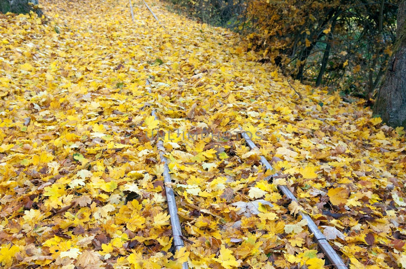Autumn Impressions,Autumn,Autumn Blaetter