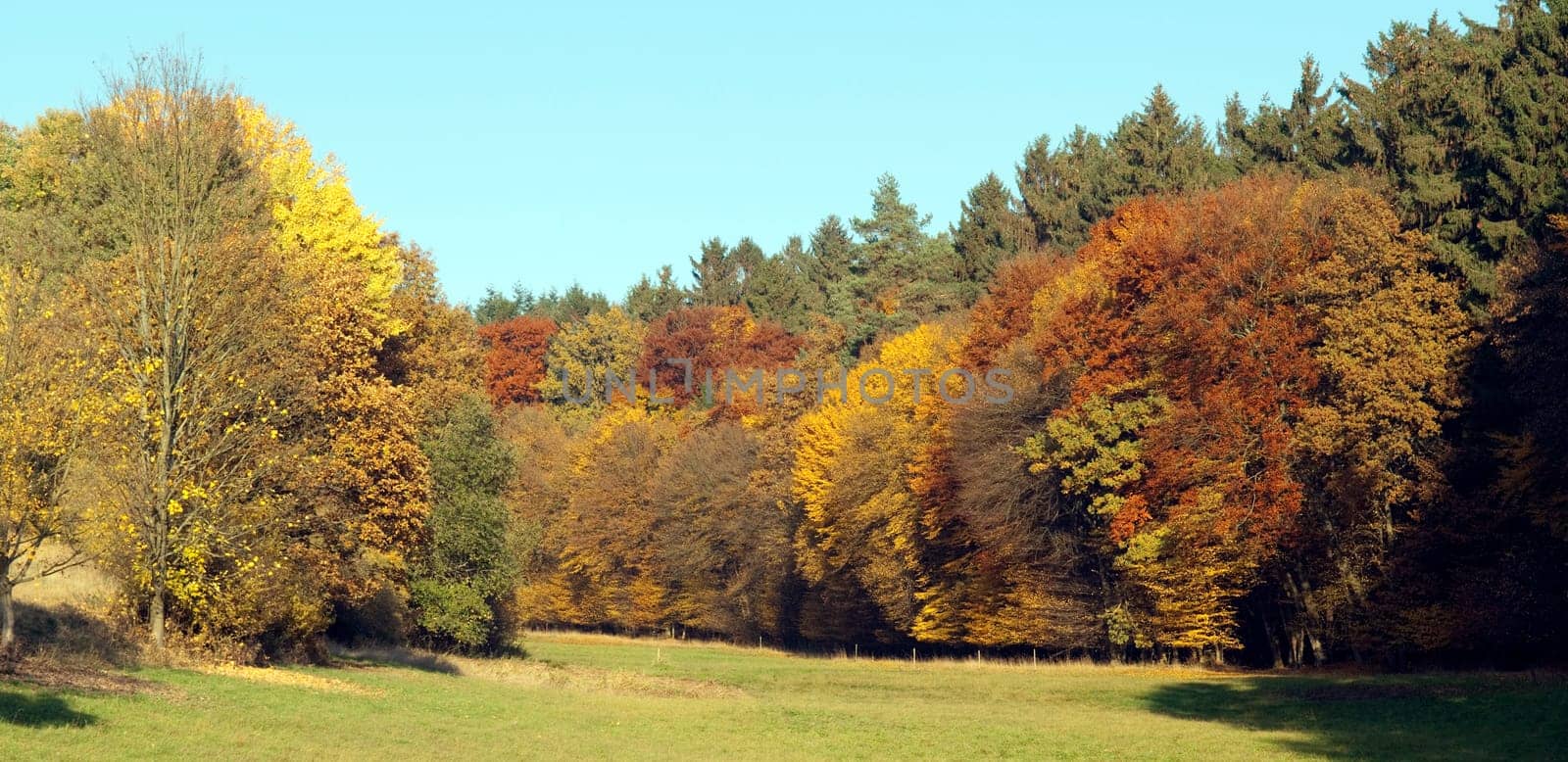 Autumn Impressions,Autumn,Autumn Blaetter