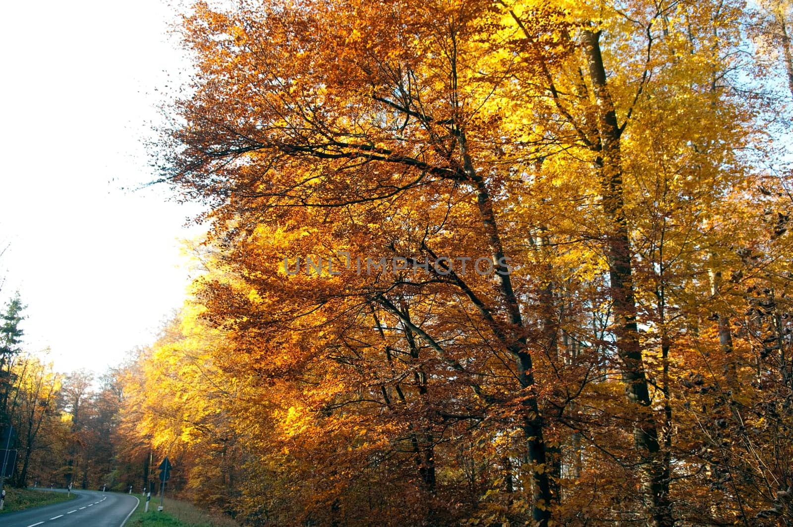 Beech Forest,Autumn,Autumn Blaetter