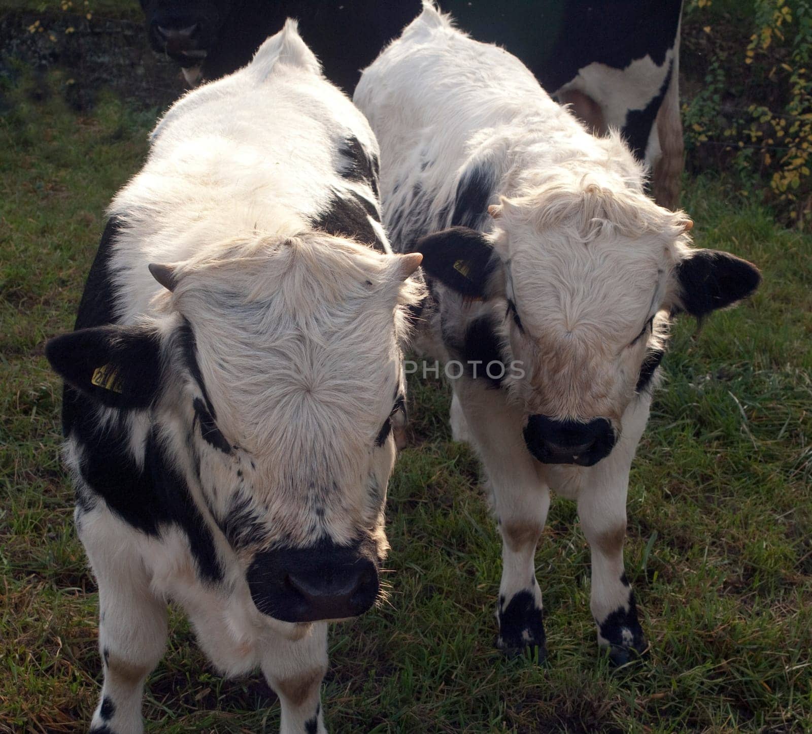 Pustertaler,Schecken,Beef