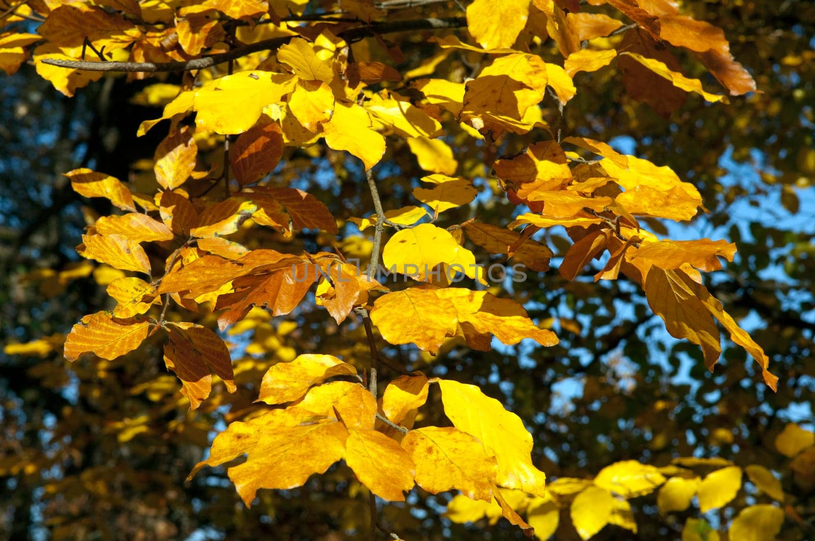 Autumn Impressions,Autumn,Autumn Blaetter