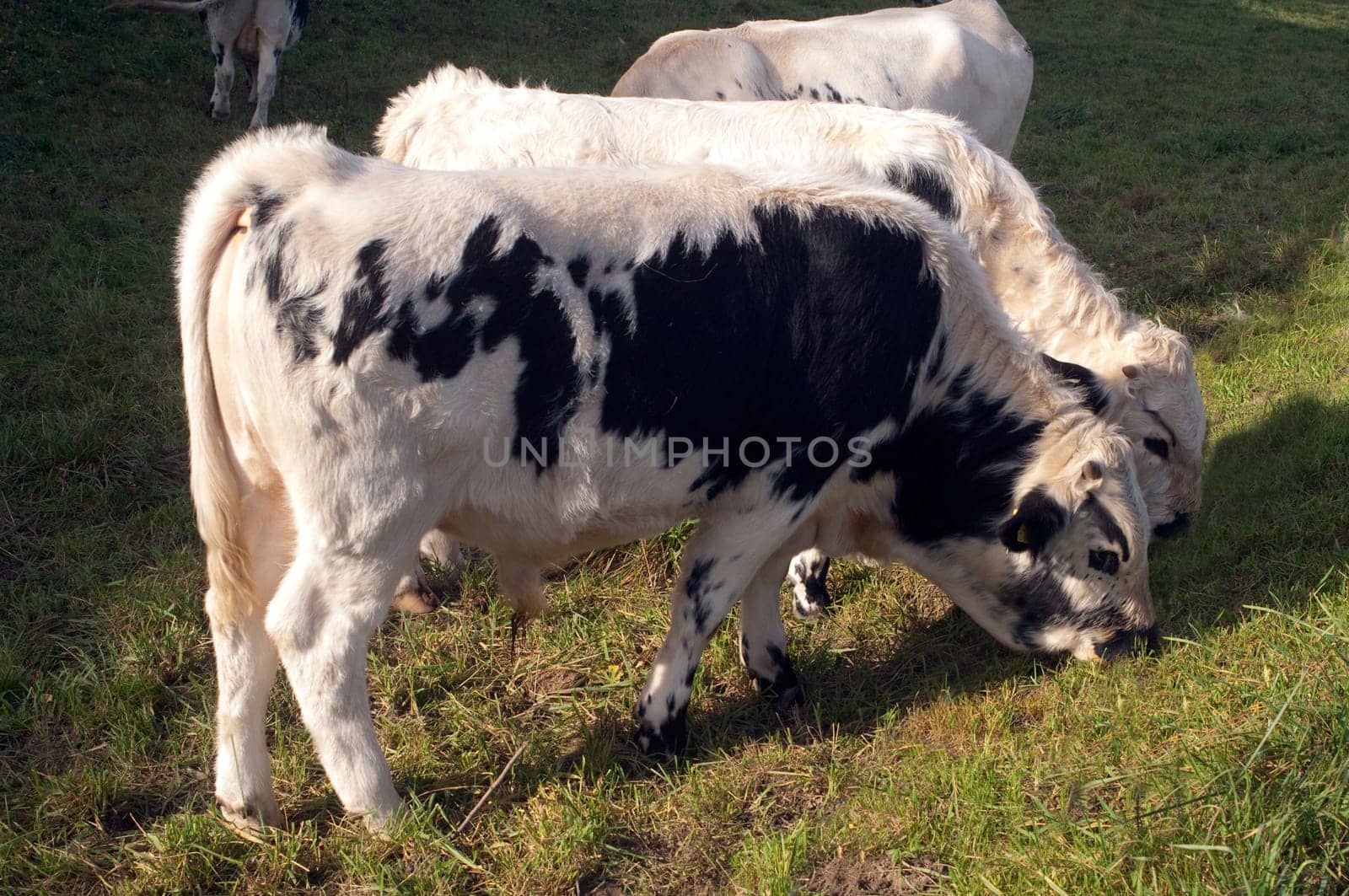 Pustertaler,Schecken,Beef