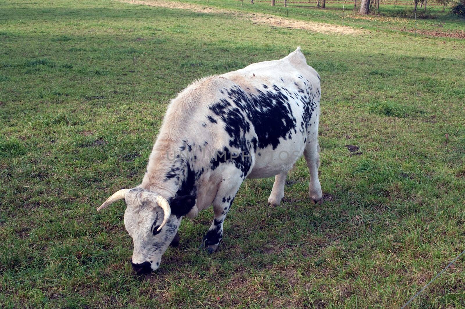 Pustertaler,Schecken,Beef