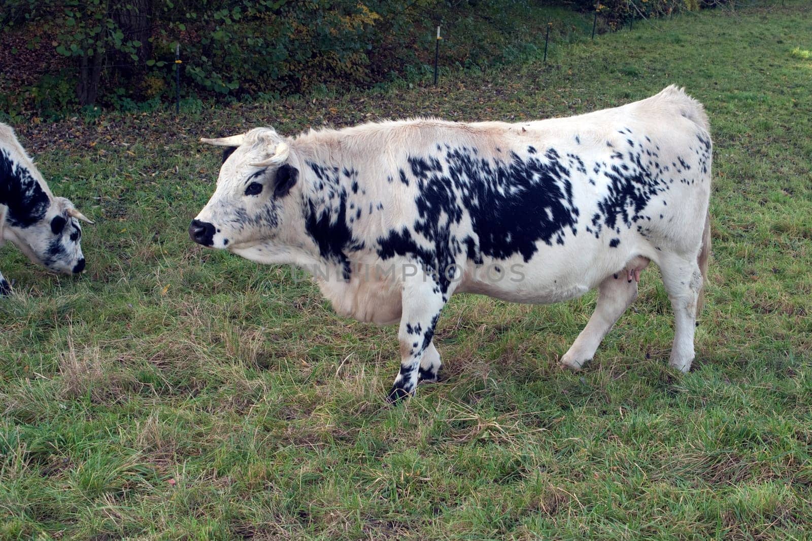 Pustertaler,Schecken,Beef