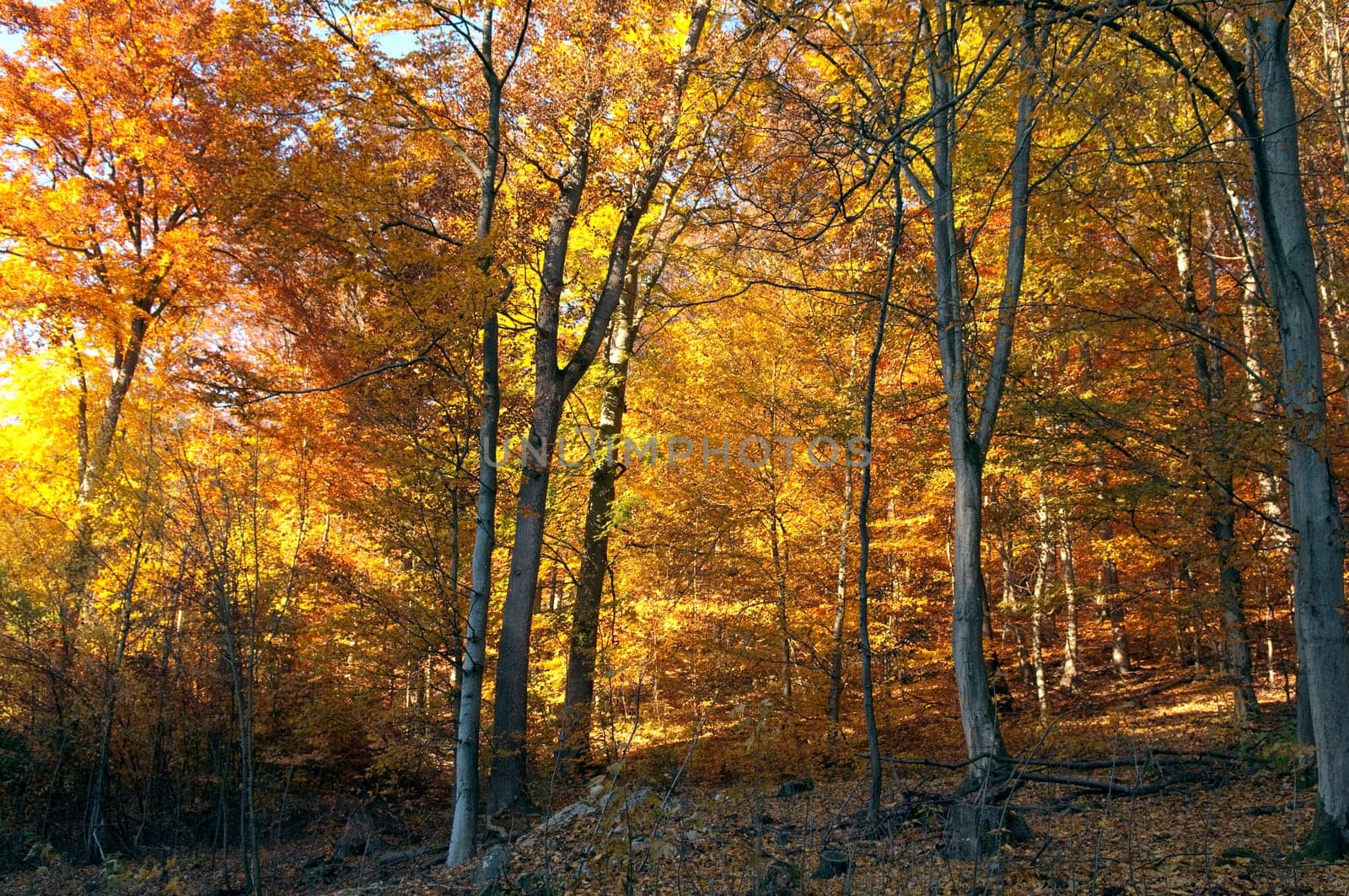 Beech Forest,Autumn,Autumn Blaetter