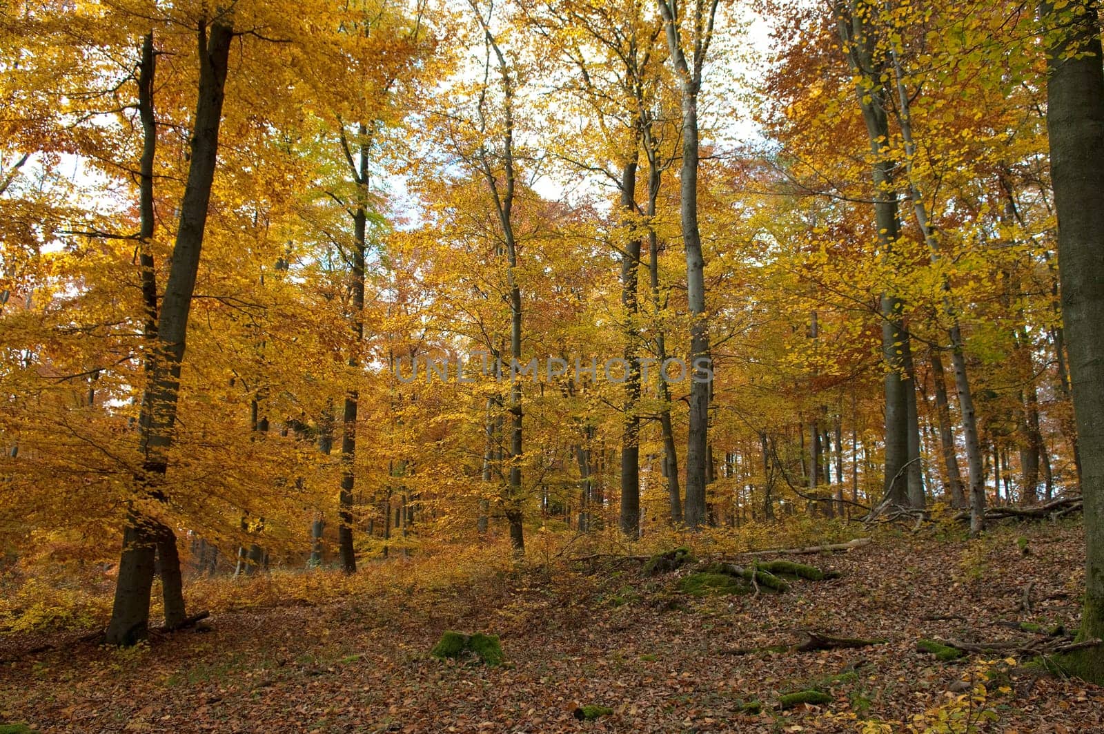 Beech Forest,Autumn,Autumn Blaetter