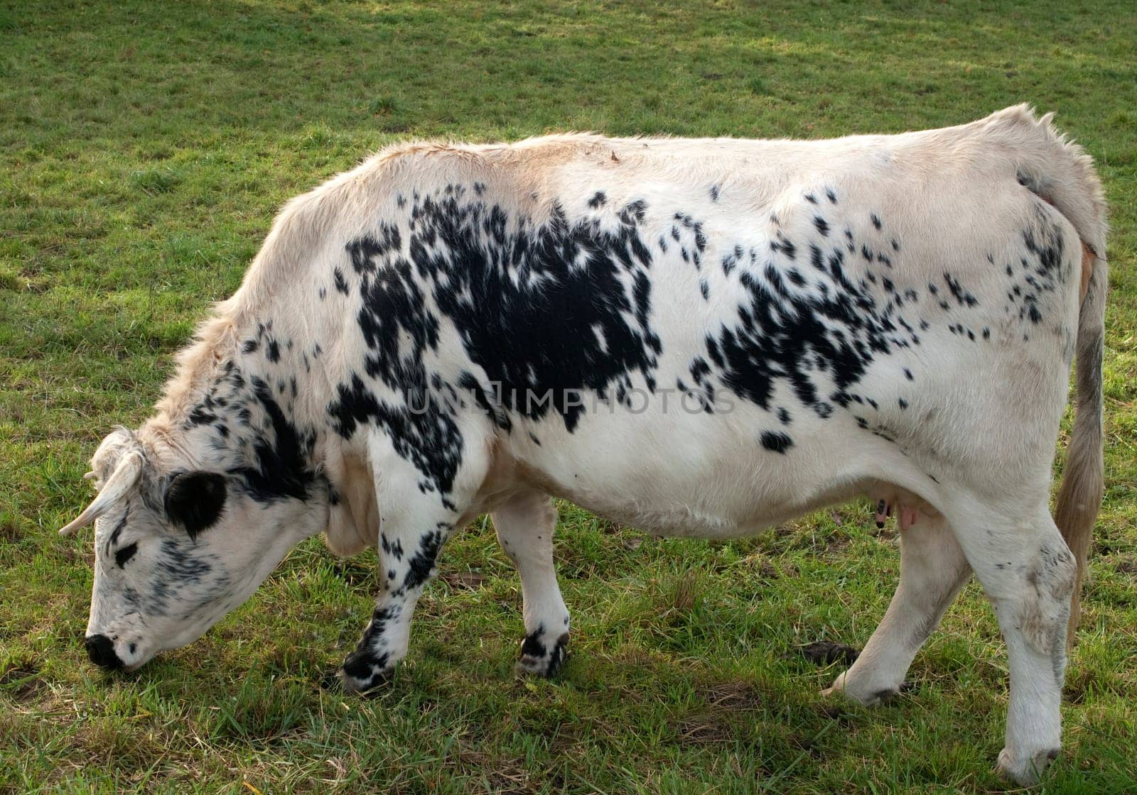 Pustertaler,Schecken,Beef