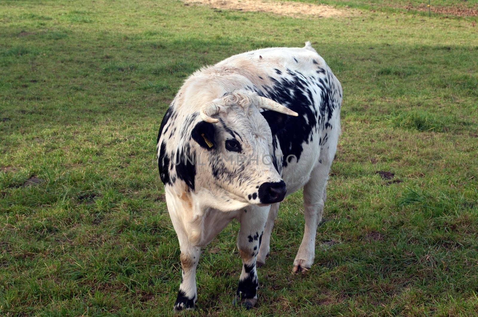 Pustertaler,Schecken,Beef