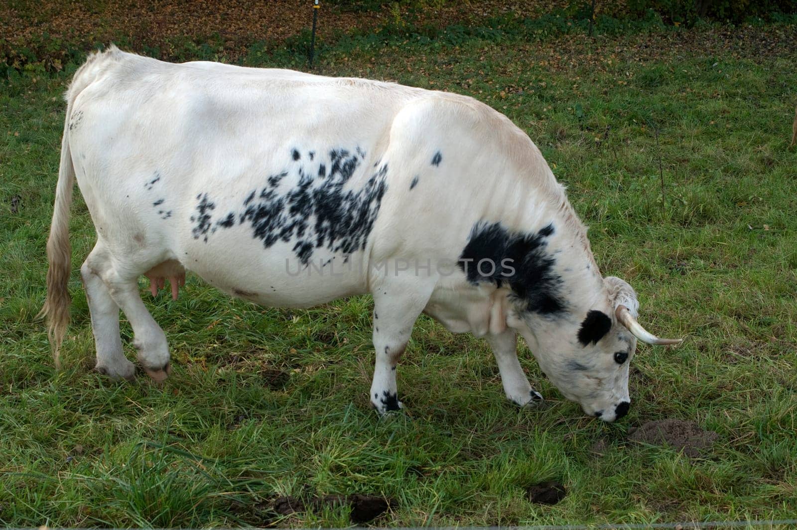 Pustertaler,Schecken,Beef