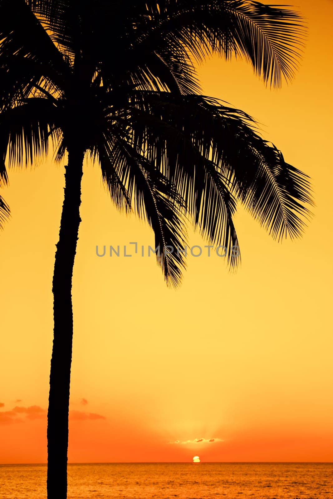 Golden tropical sunset