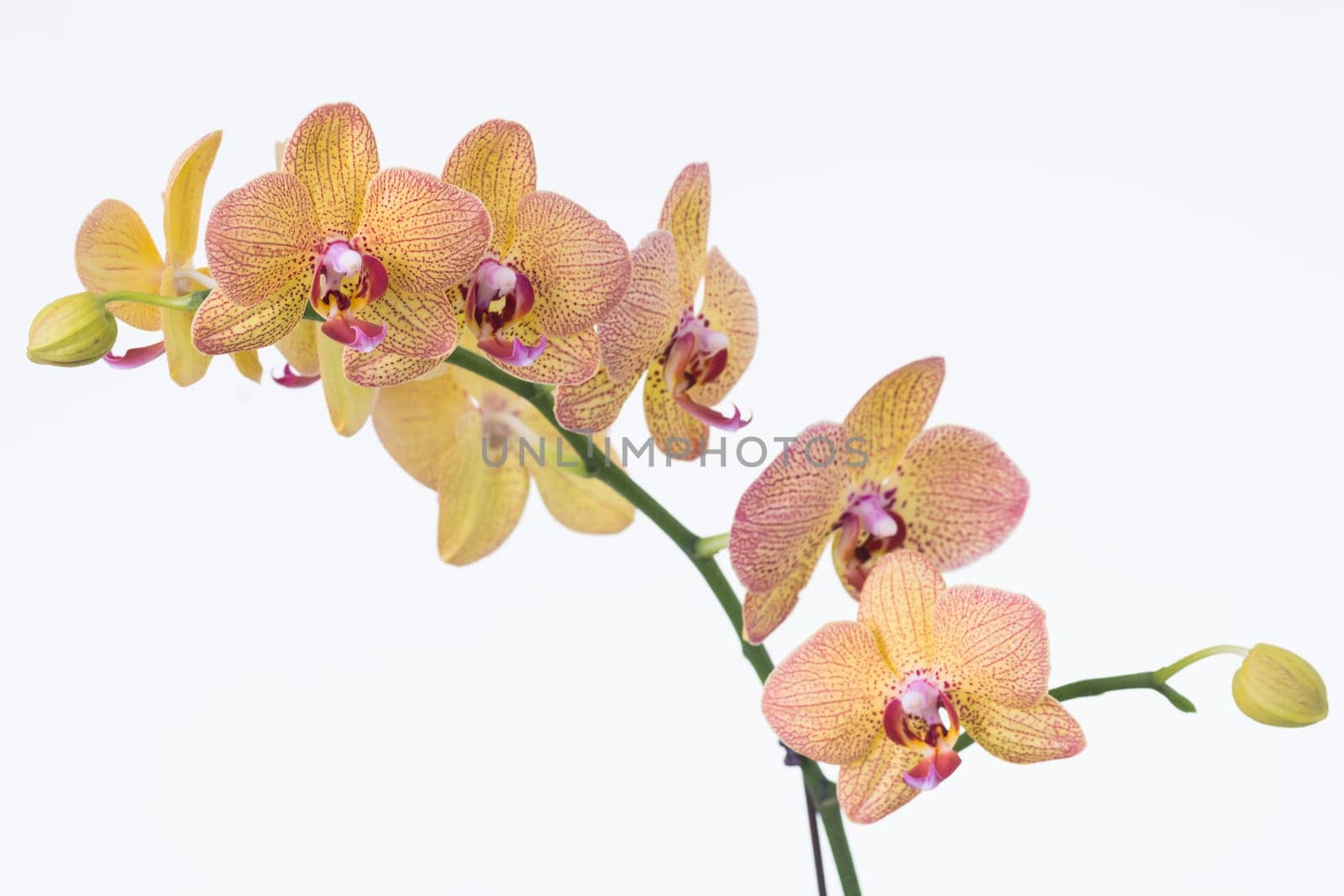 Yellow Phalaenopsis orchids and bud
