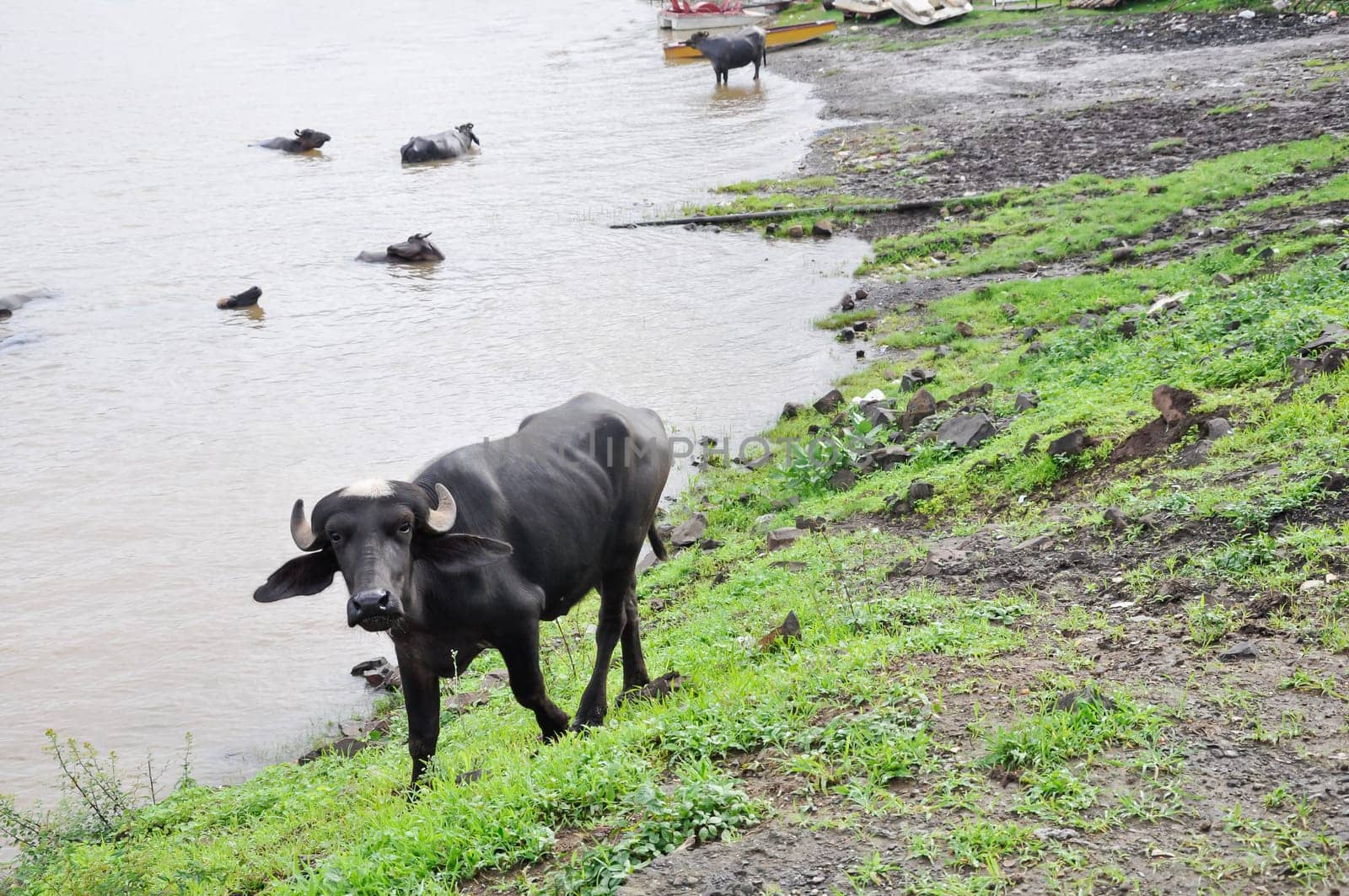 Young water buffalo close up in India