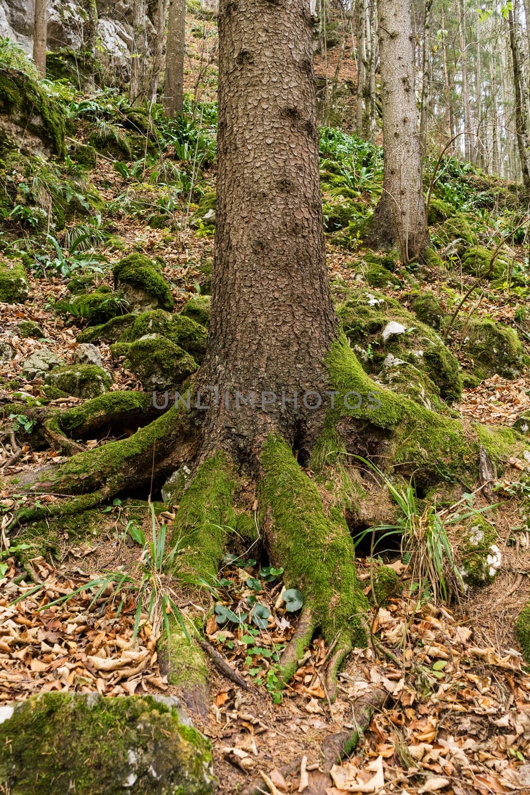 Forest,conifer with moss on the roots