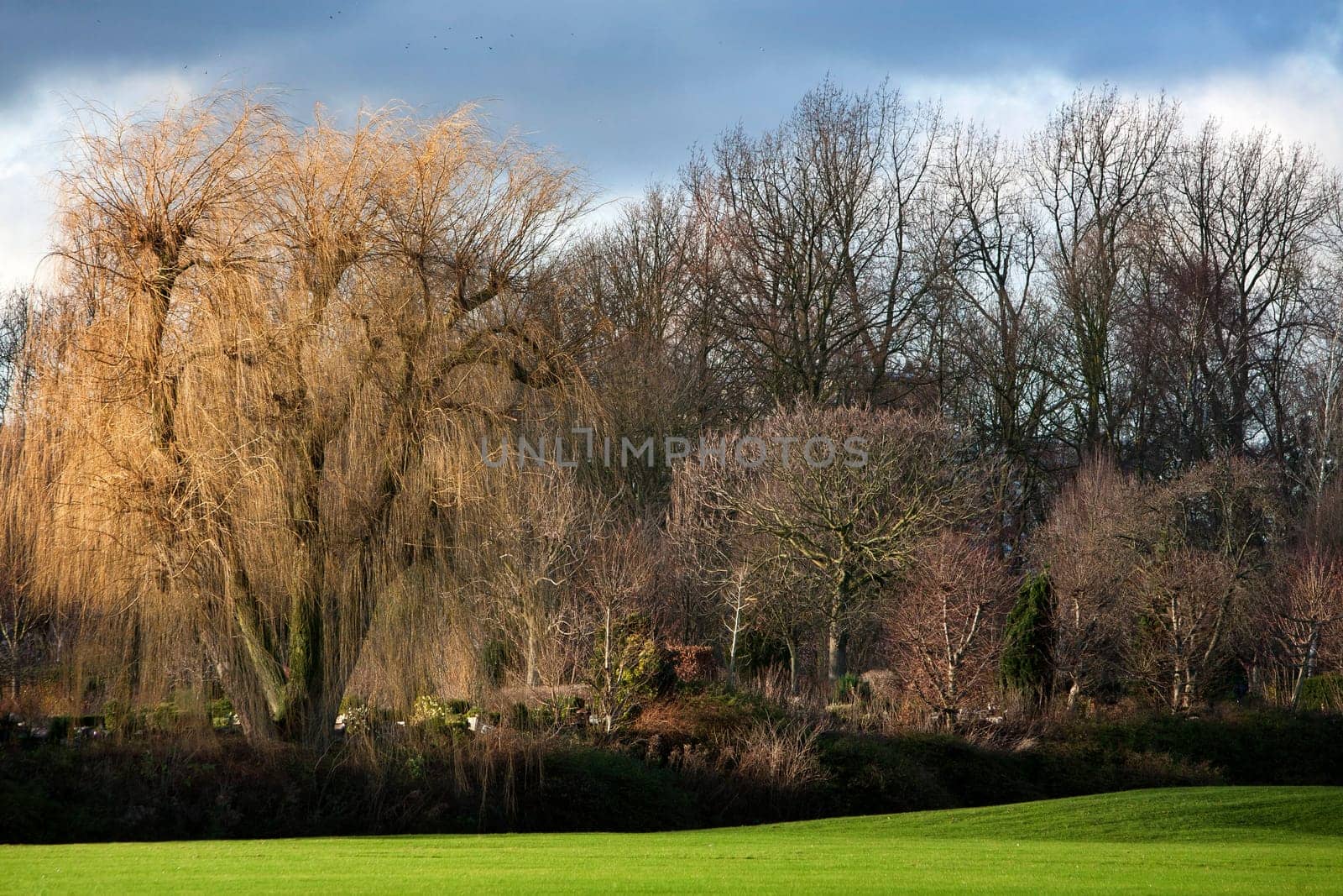 Beautiful sunlight on a weeping willow and some other trees at the end of the day in winter