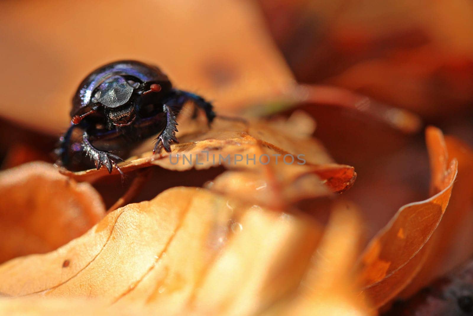 Portrait of a forest manure beetle (Anoplotrupes stercorosus) in autumn foliage