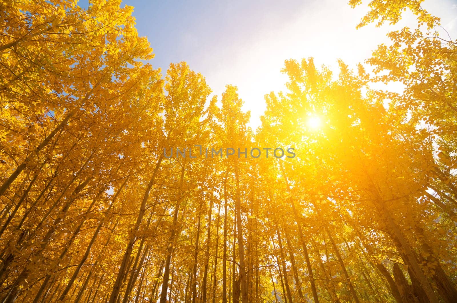 Upward view of Fall Aspen Trees, filtered sunlight , Leh District in the state of Jammu and Kashmir, India.