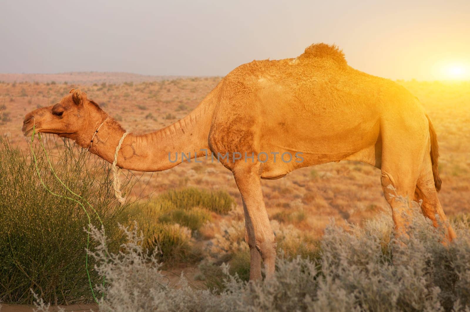 Camel eating plant in desert, India.