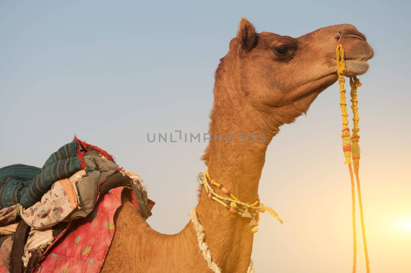 Close up camel in sunrise, desert in India
