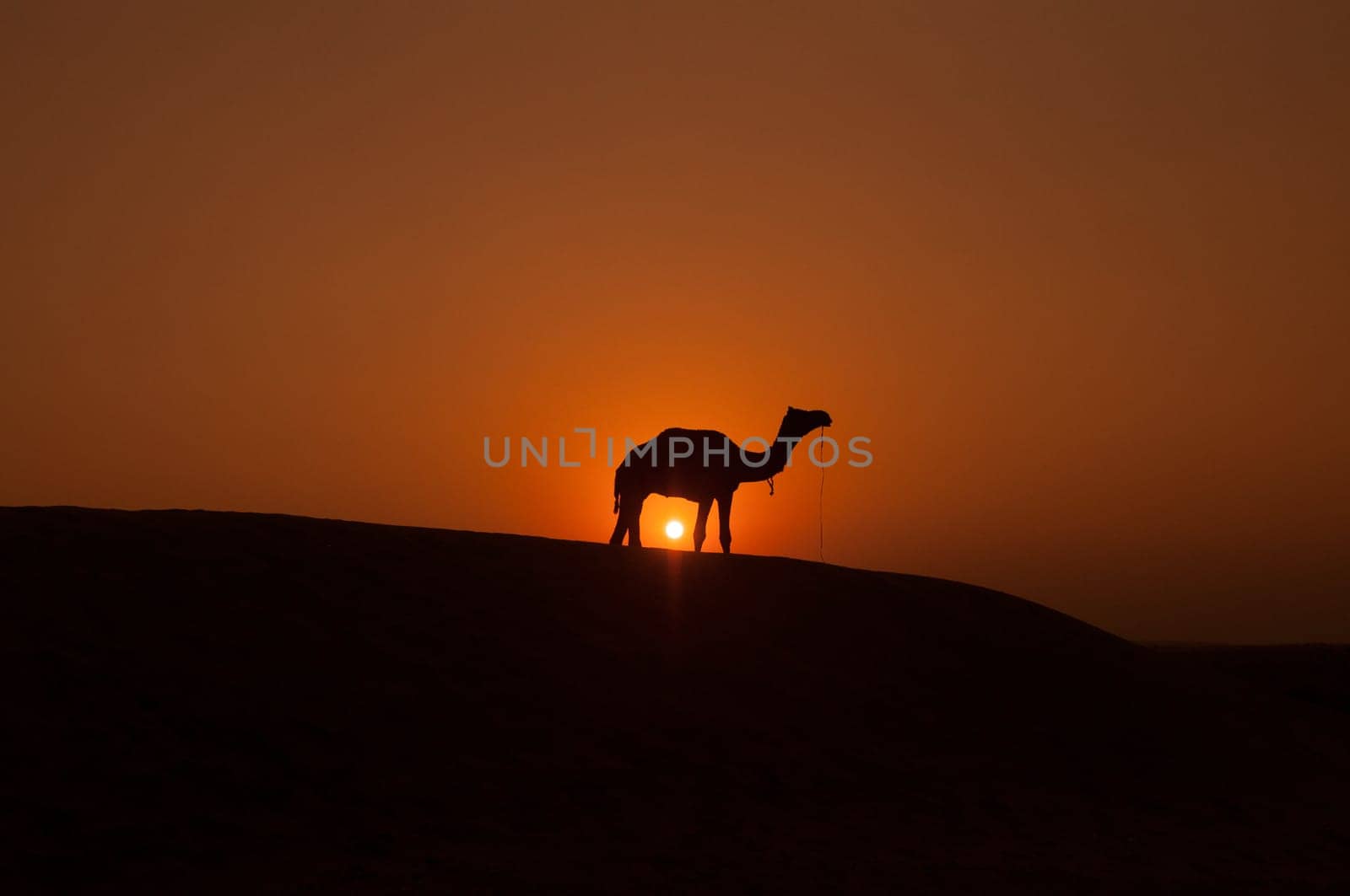 Desert landscape with camel at sunset