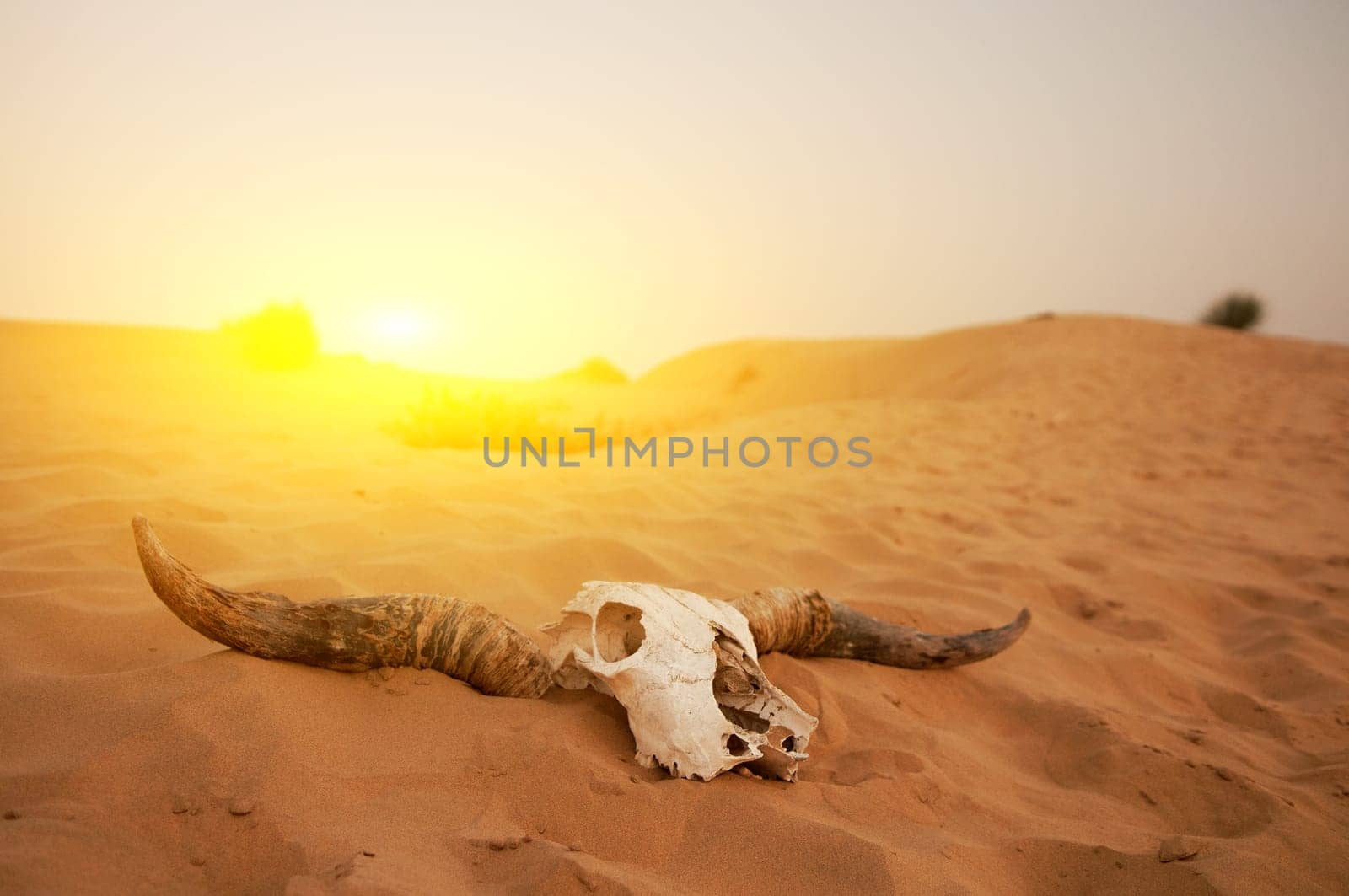 Animal skull in the desert