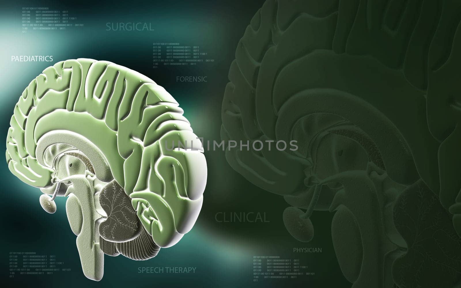 Digital illustration of brain in colour background