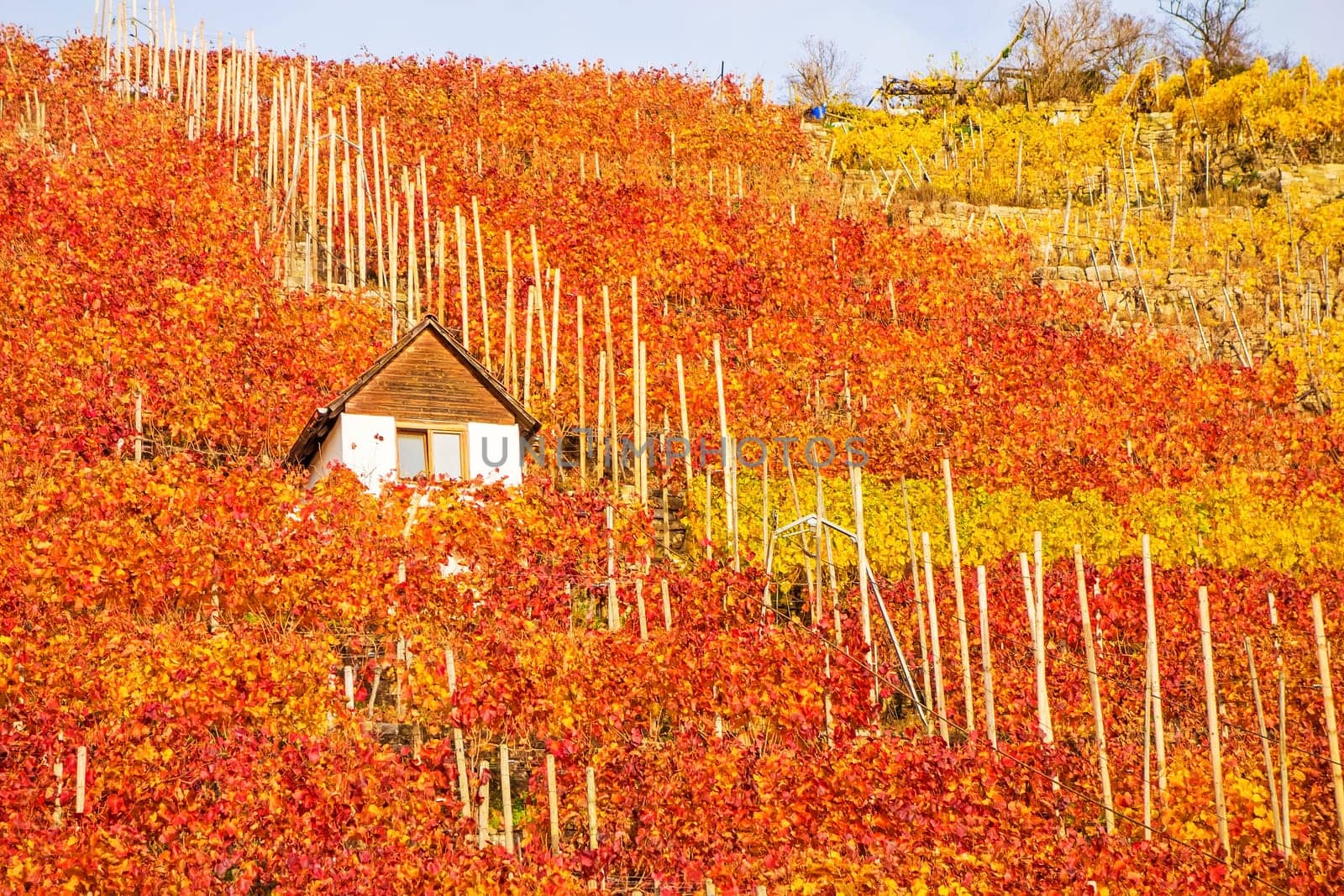 Vineyard in autumn - wine-growing cabin of vintner between grapevines at hillside with golden brown red yellow leaves