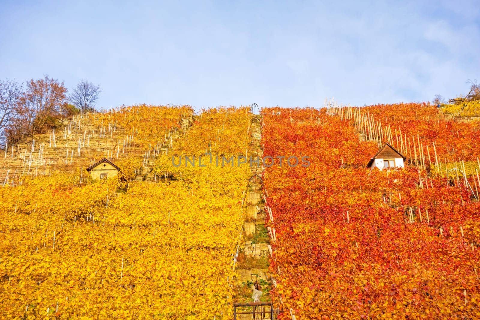 Vineyard in autumn - wine-growing cabins of vintners between grapevines at hillside with golden brown red yellow leaves